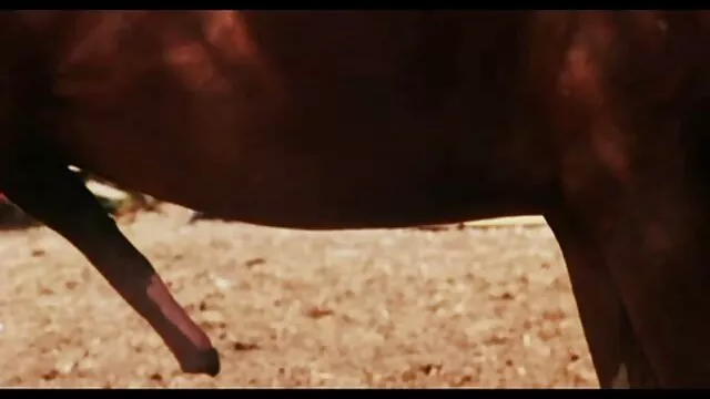 La femme est partagée dans un trio chaud un film de porno français